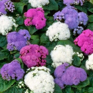 resized300_Seminte de flori Pufuleti Mix Ageratum, 0.2 grame, OPAL.webp Seminte de flori Pufuleti Mix Ageratum, 0.2 grame, Opal